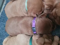 Bo purple, a male Labrador Retriever for sale in Columbia City, IN – Photo 5 of 5