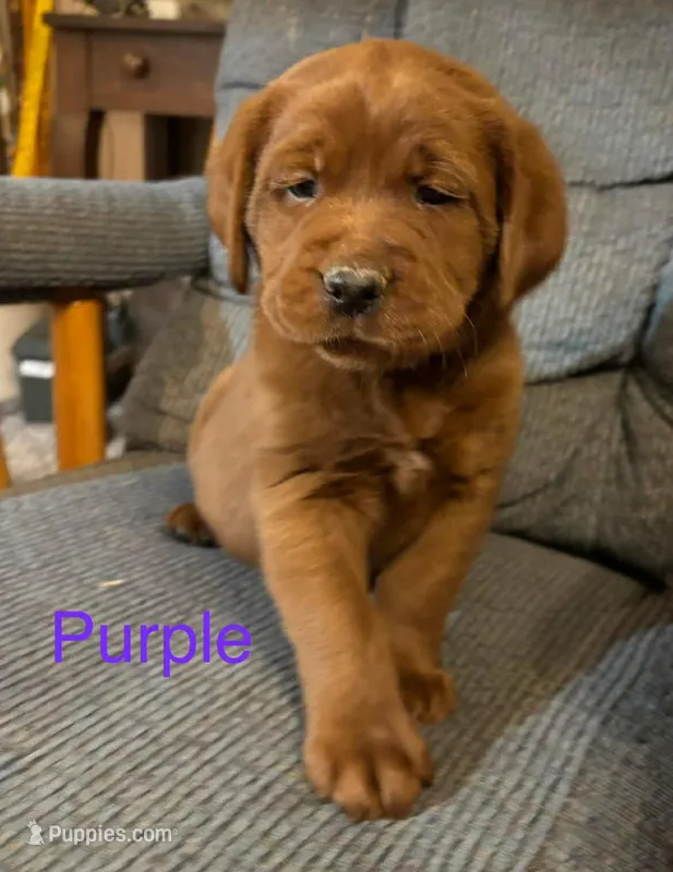 Bo purple – Labrador Retriever puppy for sale in Columbia City, IN