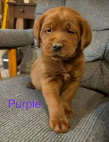 Bo purple, a male Labrador Retriever for sale in Columbia City, IN – Photo 1 of 5
