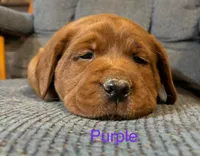 Bo purple, a male Labrador Retriever for sale in Columbia City, IN – Photo 2 of 5