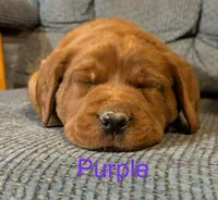 Bo purple, a male Labrador Retriever for sale in Columbia City, IN – Photo 3 of 5
