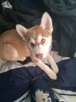 Lucky, a male Alaskan Husky and Alaskan Klee Kai for sale in Pomona, CA – 3 of 5