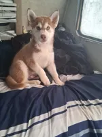 Lucky, a male Alaskan Husky and Alaskan Klee Kai for sale in Pomona, CA – 2 of 5