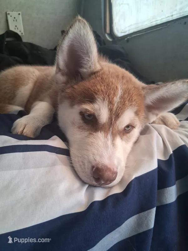 Lucky – Alaskan Husky, Alaskan Klee Kai puppy for sale in Pomona, CA