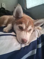 Lucky, a male Alaskan Husky and Alaskan Klee Kai for sale in Pomona, CA – 1 of 5