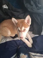 Lucky, a male Alaskan Husky and Alaskan Klee Kai for sale in Pomona, CA – 4 of 5