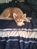 Lucky, a male Alaskan Husky and Alaskan Klee Kai for sale in Pomona, CA – 5 of 5