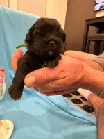 Green, a male Shorkie for sale in Elizabeth, CO – Photo 3 of 3