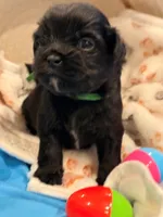 Green, a male Shorkie for sale in Elizabeth, CO – Photo 1 of 3