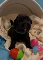 Green, a male Shorkie for sale in Elizabeth, CO – Photo 2 of 3