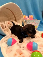 Blue, a male Shorkie for sale in Elizabeth, CO – Photo 5 of 5