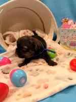 Blue, a male Shorkie for sale in Elizabeth, CO – Photo 2 of 5