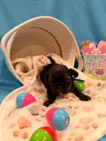 Blue, a male Shorkie for sale in Elizabeth, CO – Photo 3 of 5