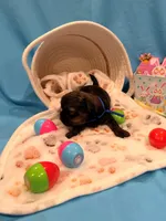 Blue, a male Shorkie for sale in Elizabeth, CO – Photo 1 of 5