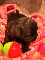 Red, a female Shorkie for sale in Elizabeth, CO – Photo 2 of 6