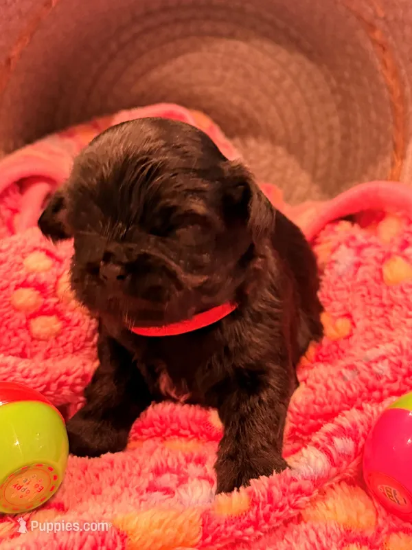 Red – Shorkie puppy for sale in Elizabeth, CO