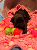 Red, a female Shorkie for sale in Elizabeth, CO – Photo 5 of 6
