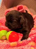 Red, a female Shorkie for sale in Elizabeth, CO – Photo 3 of 6