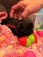 Red, a female Shorkie for sale in Elizabeth, CO – Photo 4 of 6