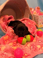 Red, a female Shorkie for sale in Elizabeth, CO – Photo 6 of 6