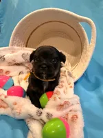 yellow, a male Shorkie for sale in Elizabeth, CO – Photo 2 of 7