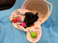 yellow, a male Shorkie for sale in Elizabeth, CO – Photo 3 of 7