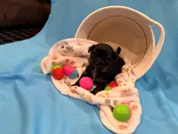 yellow, a male Shorkie for sale in Elizabeth, CO – Photo 7 of 7