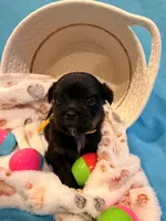 yellow, a male Shorkie for sale in Elizabeth, CO – Photo 1 of 7