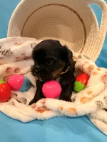 yellow, a male Shorkie for sale in Elizabeth, CO – Photo 5 of 7