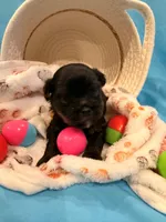 yellow, a male Shorkie for sale in Elizabeth, CO – Photo 6 of 7