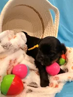 yellow, a male Shorkie for sale in Elizabeth, CO – Photo 4 of 7