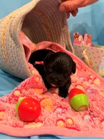 Pink, a female Shorkie for sale in Elizabeth, CO – Photo 3 of 6