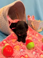 Pink, a female Shorkie for sale in Elizabeth, CO – Photo 2 of 6