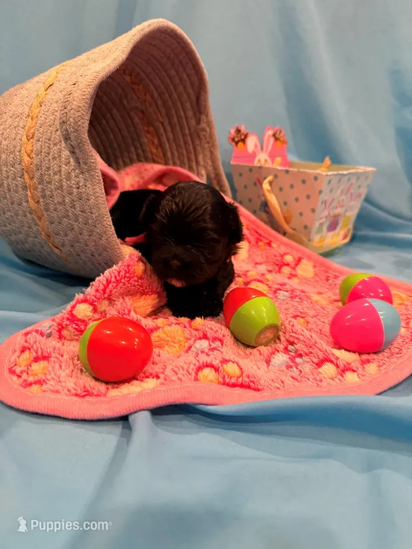 Pink – Shorkie puppy for sale in Elizabeth, CO