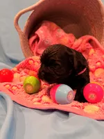 Pink, a female Shorkie for sale in Elizabeth, CO – Photo 6 of 6