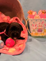 Pink, a female Shorkie for sale in Elizabeth, CO – Photo 5 of 6