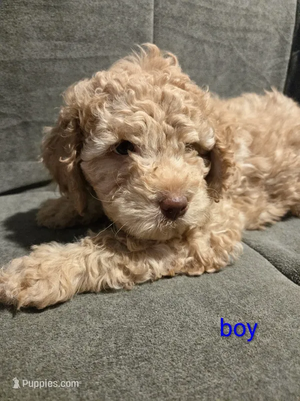 Lightening Bolt  – Cockapoo, Shihpoo puppy for sale in Toledo, OH