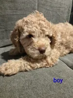 Lightening Bolt , a male Cockapoo and Shihpoo for sale in Toledo, OH – 1 of 2