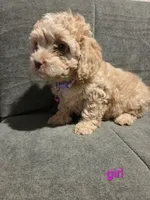Lucy Belle, a female Cockapoo and Shihpoo for sale in Toledo, OH – 2 of 2