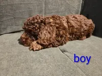 Little Bean, a male Cockapoo and Shihpoo for sale in Toledo, OH – 3 of 3