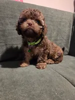 Lady Bug , a female Cockapoo and Shihpoo for sale in Toledo, OH – 1 of 2