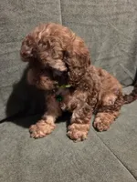 Lady Bug , a female Cockapoo and Shihpoo for sale in Toledo, OH – 2 of 2