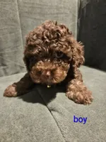 Little Bean, a male Cockapoo and Shihpoo for sale in Toledo, OH – 2 of 3