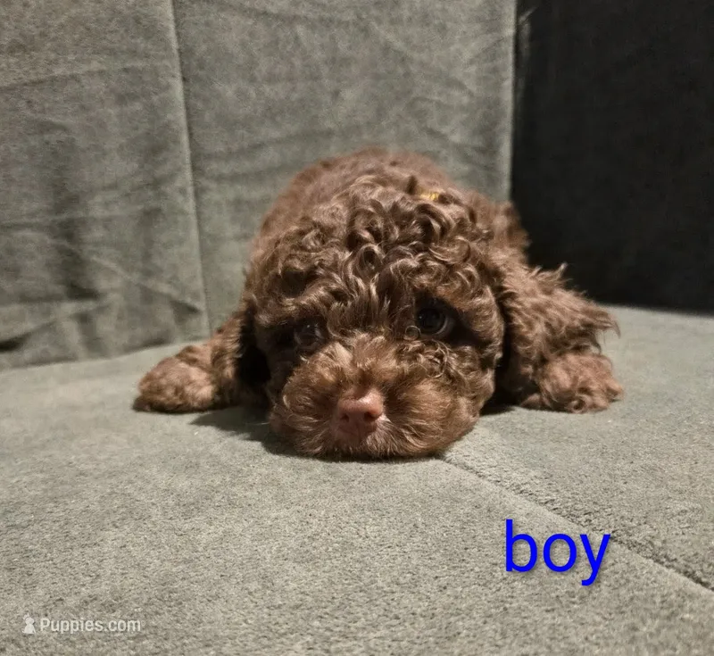 Little Bean – Cockapoo, Shihpoo puppy for sale in Toledo, OH