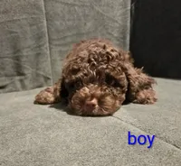 Little Bean, a male Cockapoo and Shihpoo for sale in Toledo, OH – 1 of 3