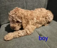 Lightening Bolt , a male Cockapoo and Shihpoo for sale in Toledo, OH – 2 of 2