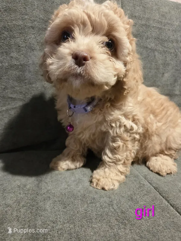 Lucy Belle – Cockapoo, Shihpoo puppy for sale in Toledo, OH