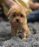 Brownie, a male Chorkie for sale in Proctorville, OH – 3 of 6