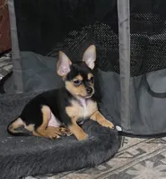 Blackie, a male Chorkie for sale in Proctorville, OH – 1 of 8