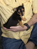 Blackie, a male Chorkie for sale in Proctorville, OH – 3 of 8